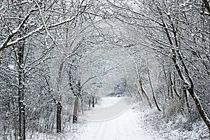 Bavaria, solitary winter path under snowfall