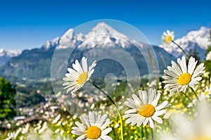Bavorských alpy krásny kvety a na jar nemecko 