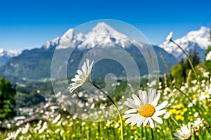 Bavarian Alps with beautiful flowers and Watzmann in springtime, Bavaria, Germany