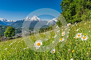 Bavarian Alps with beautiful flowers and Watzmann in springtime, Berchtesgadener Land, Germany