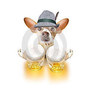 Bavarian beer chihuahua dog