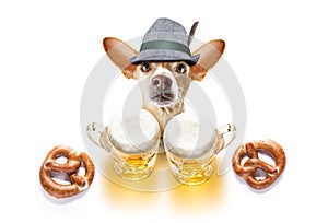 Bavarian beer chihuahua dog