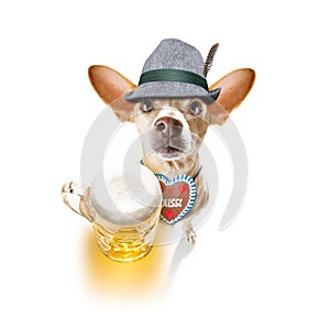 Bavarian beer chihuahua dog