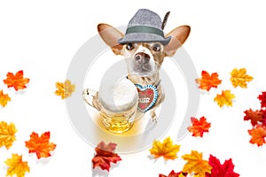 Bavarian beer chihuahua dog