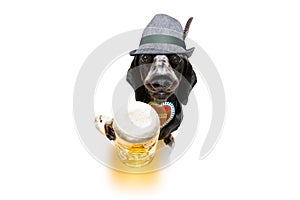 Bavarian beer dachshund sausage dog