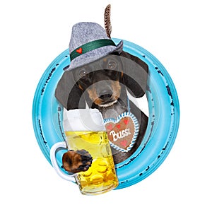 Bavarian beer dachshund sausage dog