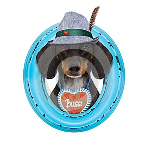 Bavarian beer dachshund sausage dog