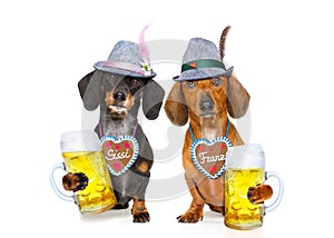 Bavarian beer dachshund sausage dogs , couple of two