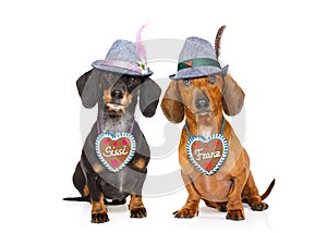 Bavarian beer dachshund sausage dogs , couple of two