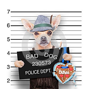 Bavarian beer mugshot dog