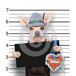 Bavarian beer mugshot dog