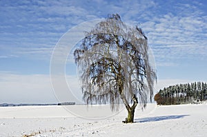 A Bavarian birch in wintertime