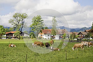 Bavarian cows in Schwangau