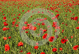Bavarian field full of red poppies, nature background