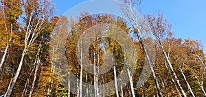 Bavarian Forest in autumn with Birch-Trees
