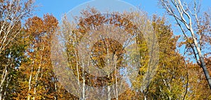 Bavarian Forest in autumn with Birch-Trees