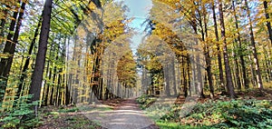 Bavarian Forest in autumn with Birch-Trees