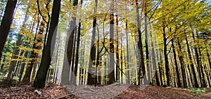 Bavarian Forest in autumn with Birch-Trees