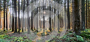 Bavarian Forest in autumn with Birch-Trees