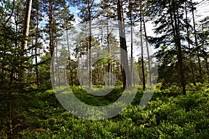 Bavarian forest with pine trees