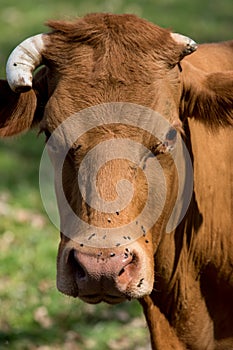 Bavarian Franconian cow