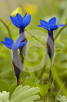 Bavarian Gentian