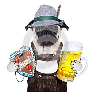 Bavarian german pug dog