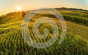 Bavarian Hops fields from top during sunraise