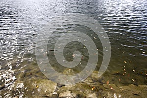 Bavarian lake Schliersee in autumn