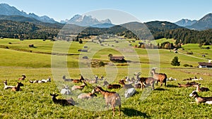 Bavarian landscape with goats photo