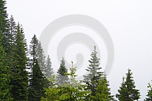 Bavarian landscape with trees in cloudy weather