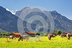 Bavarian landscape - view of grazing cows on the background of the Alpine mountains and Neuschwanstein Castle
