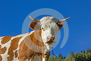 Bavarian milker and blue sky