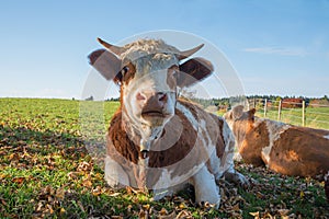 Bavarian milker sitting on the meadow, funny face