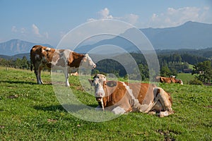 Bavarian milkers, alpine pasture