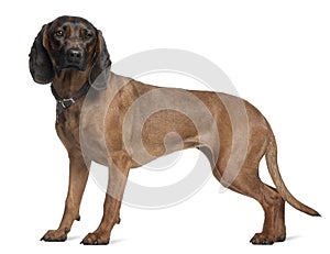 Bavarian Mountain Hound, 3 years old, standing