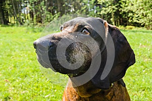 Bavarian mountain hound Bayrischer, Scenthound portrait
