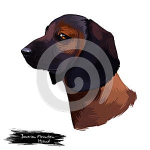 Bavarian Mountain Hound dog digital art illustration isolated on white background. German origin scenthound breed dog. cross