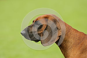 Bavarian mountain hound (Scenthound) portrait