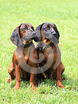 Bavarian Mountain Scenthound dogs