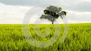 Bavarian Spring Landscape