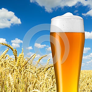 Bavarian wheat beer in a wheat field photo