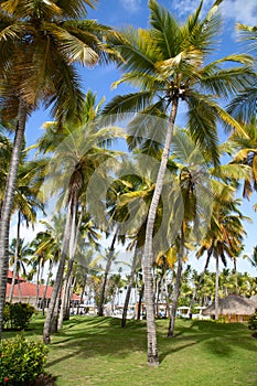 Bavaro beach, Punta Cana, Dominican republic