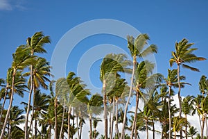 Bavaro beach, Punta Cana, Dominican republic