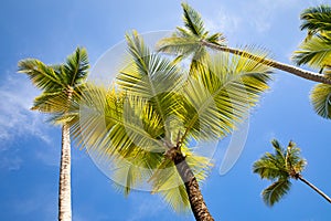 Bavaro beach, Punta Cana, Dominican republic