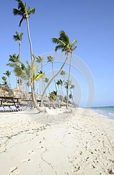 Bavaro Beach in Punta Cana in the Dominican Republic photo