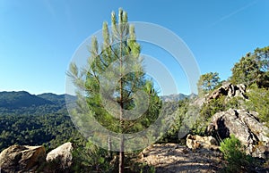 Bavella mountain in Corsica island