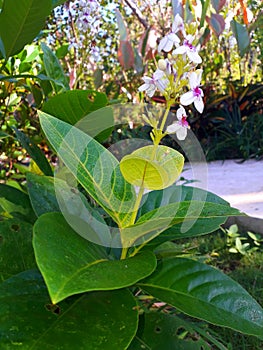 Bawang bawang flower photo