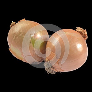 Bawang bombay onion bumbu masak seasoning photo