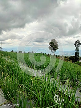 Bawang merah lereng Sindoro photo